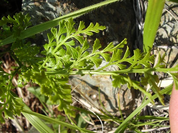 Asplenium cuneifolium
